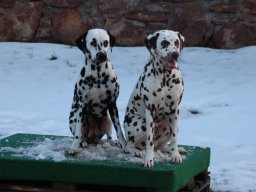 Fee Amilia vom Hause Fiedanu „Mia“